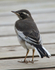 African Pied Wagtail (juvenile)