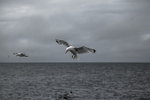 Kittiwake  7566
