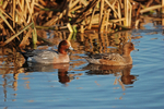Wigeon