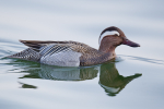 Garganey
