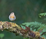 Robin - Erithacus rubecula
