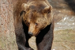 Brown Bear