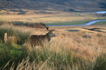 2. STAG, GLEN COE