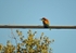 European Bee-eater