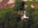 Osprey in flight at Rothiemurchus