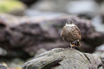 Seaside Cinclodes standing on one leg, Chile