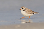 Piping Plover walks close by, Fort De Soto Park, Florida