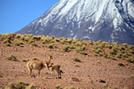 Vicuna with cria, Chiliques Volcano background, Lake Miscanti, Chile