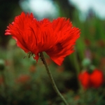 Poppy Somniferum
