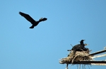 Cormorants