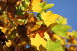 Golden Leafs _79