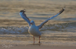 Gull Sunrise Dance 2