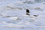 Magellanic Penguin swimming in surf, Carcass Island, Falklands