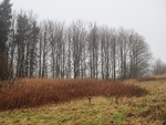 Thruscross Woods at Winter