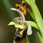 Ophrys lacaitae x Ophrys holoseria ssp gracilis. one of a hybrid swarm in a small woodland area nr San Marco in Lamis