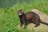 Polecat