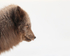 Arctic Fox profile, Svalbard, Norway