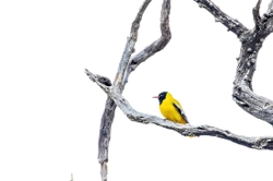Bird Black Headed Oriole