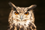 Watching You Watching Me