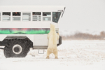 Polar Bear investigating tundra buggy, Churchill, Canada