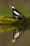 Great-spotted Woodpecker