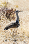 Kori Bustard
