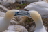 In the world of Gannets