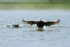 Long-tailed Ducks (male), Iceland