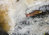 Leaping Salmon II