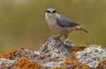 Rock Nuthatch