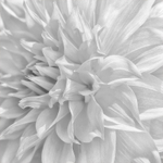 Dahlia #3