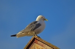 Kittiwake
