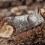 Buff tip ( Phalera bucephala)