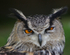 The Owl