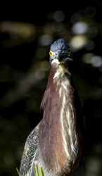 Birds 019
