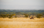 Oryx Shaba Kenya