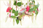 Anna's Fledgling