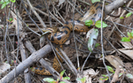 Anaconda