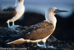 Blue-footed Booby (Isabela)