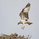 Osprey - Pandion haliaetus
