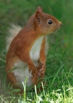 Red Squirrel
