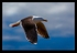 Flight