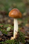 Tawny Grisette 2