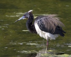 Tricolored Heron _0026