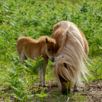 Shetland Pony foal - 1