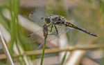 Black Darter