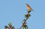 Redwing