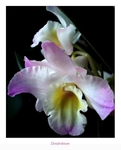 Dendrobium nobile hybr. 5