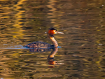 Great Crested Grebe