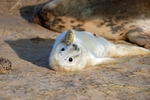Atlantic Grey Seal
